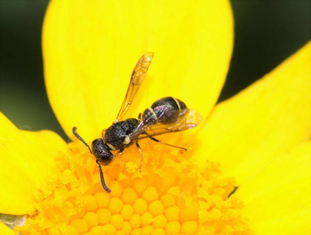 Vespidae Eumeninae: Leptochilus regulus, maschio